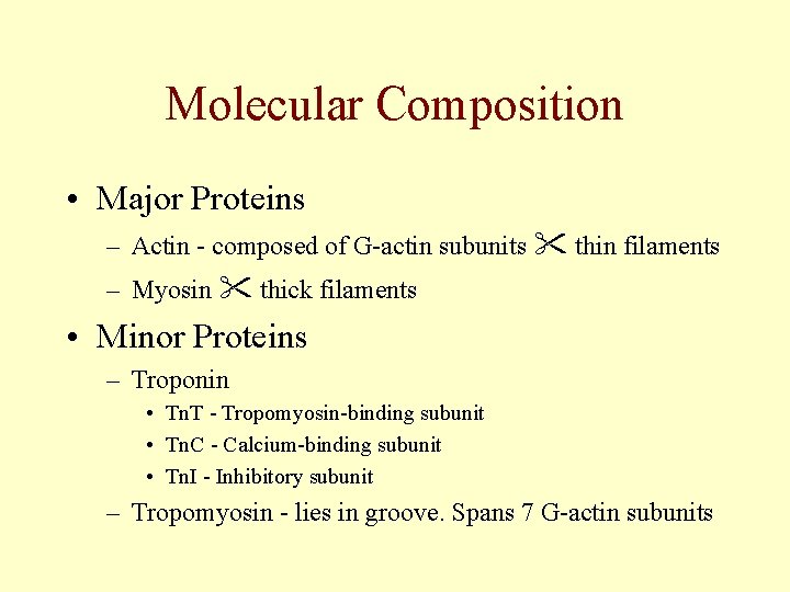 Molecular Composition • Major Proteins – Actin - composed of G-actin subunits " thin