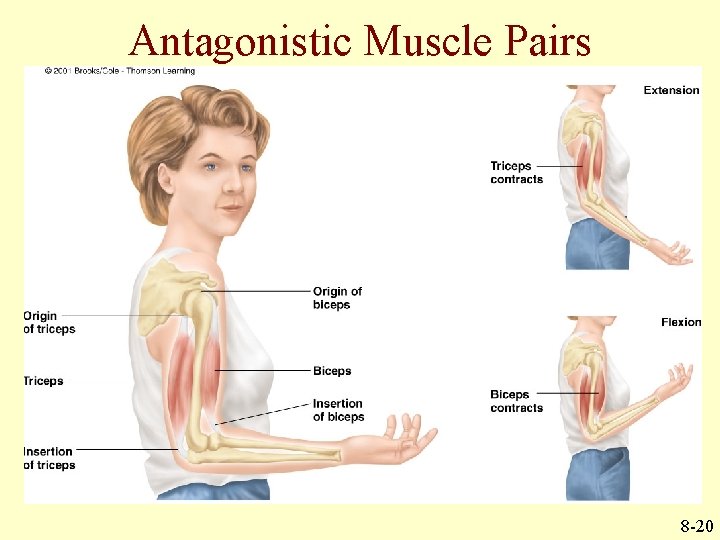 Antagonistic Muscle Pairs 8 -20 