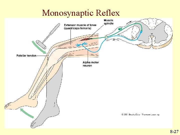 Monosynaptic Reflex 8 -27 