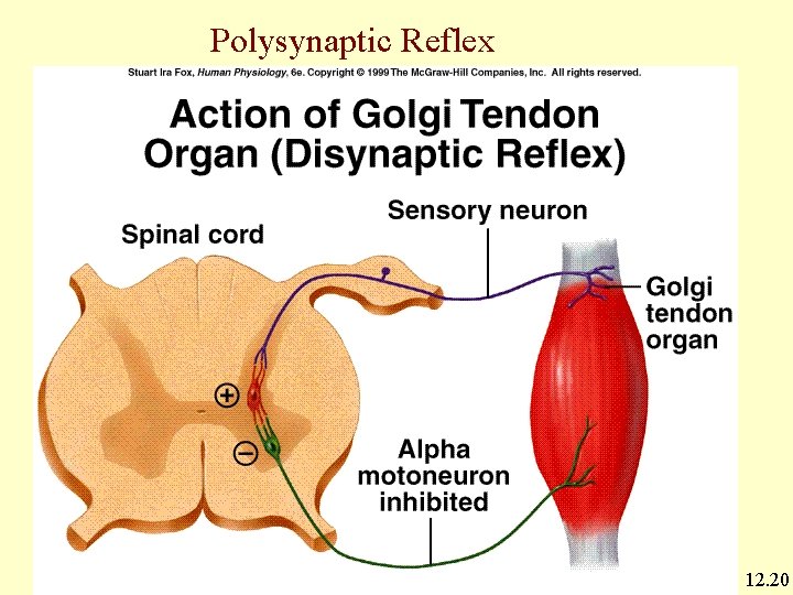 Polysynaptic Reflex 12. 20 