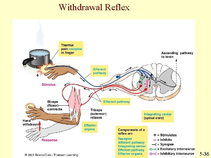 Withdrawal Reflex 5 -36 
