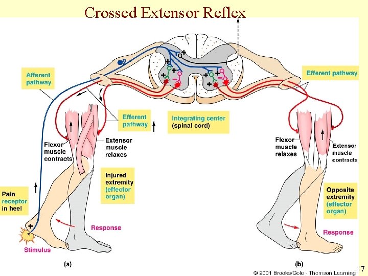 Crossed Extensor Reflex 5 -37 