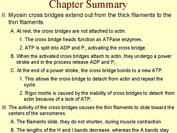 Chapter Summary II. Myosin cross bridges extend out from the thick filaments to the