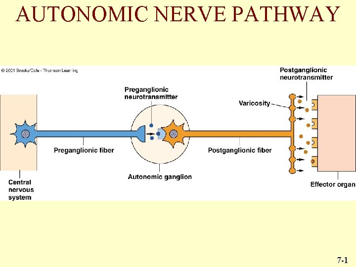 AUTONOMIC NERVE PATHWAY 7 -1 