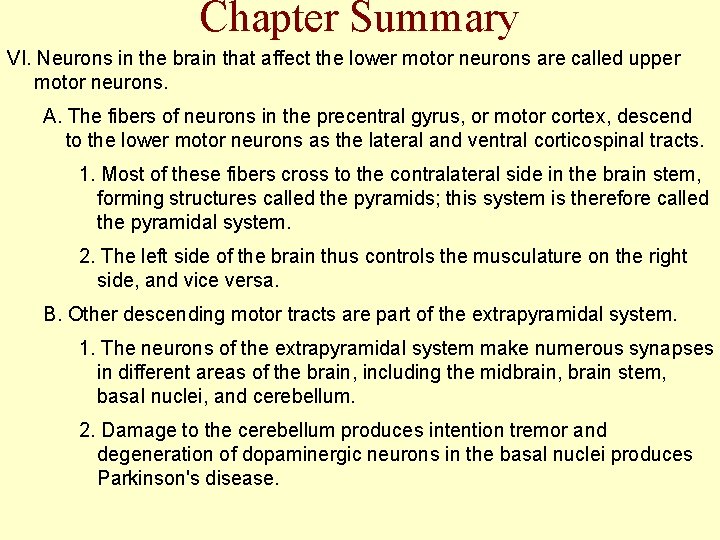 Chapter Summary VI. Neurons in the brain that affect the lower motor neurons are