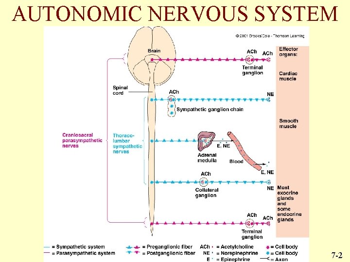 AUTONOMIC NERVOUS SYSTEM 7 -2 
