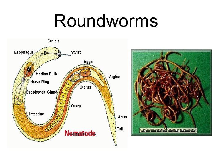 Roundworms 