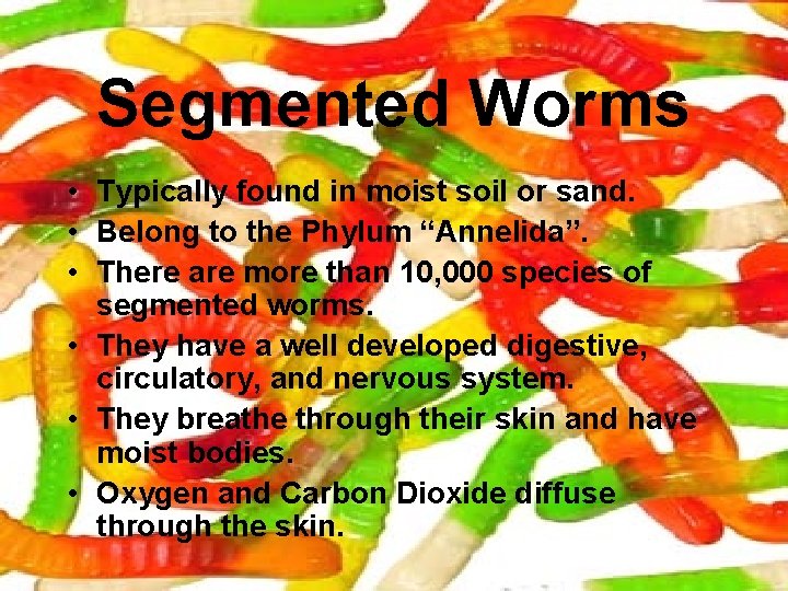 Segmented Worms • Typically found in moist soil or sand. • Belong to the
