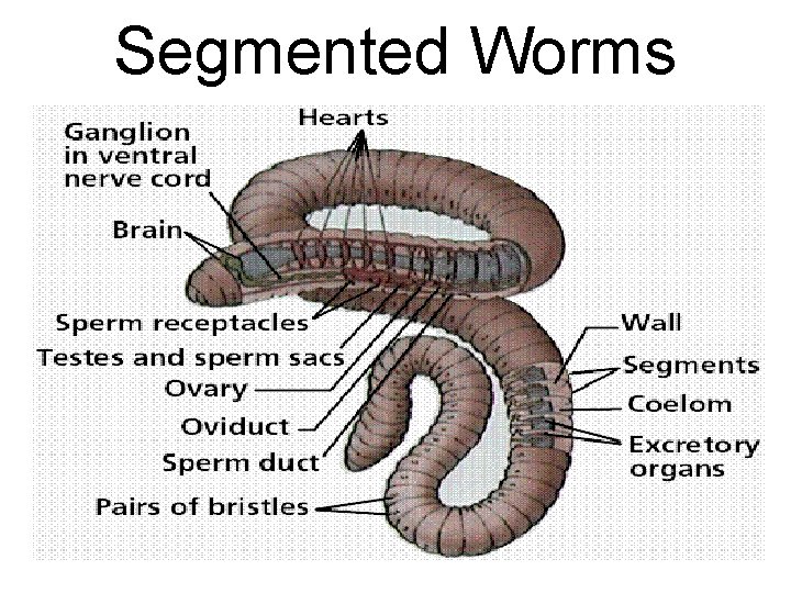 Segmented Worms 