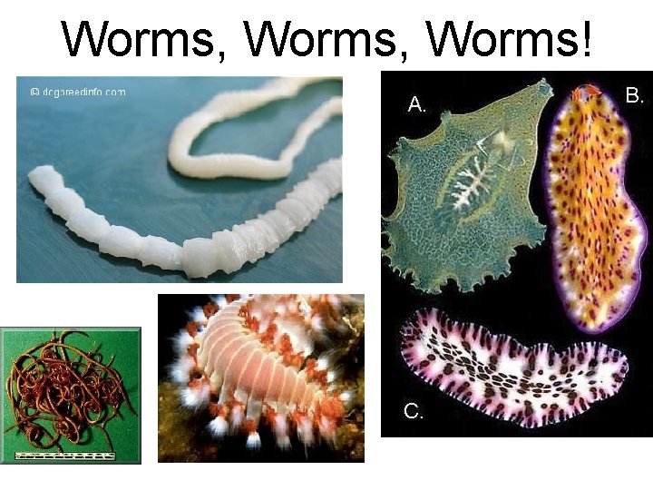 Worms, Worms! 