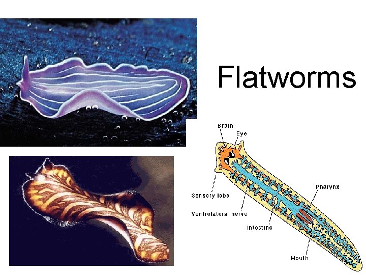 Flatworms 