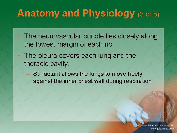 Anatomy and Physiology (3 of 5) • The neurovascular bundle lies closely along the