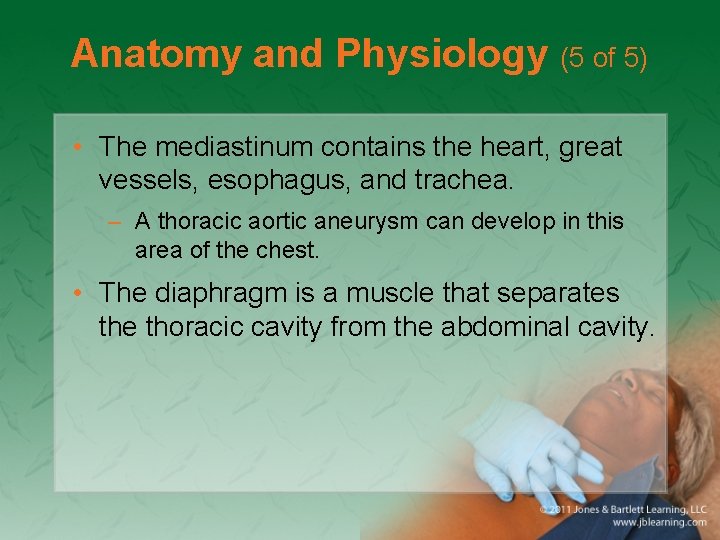 Anatomy and Physiology (5 of 5) • The mediastinum contains the heart, great vessels,