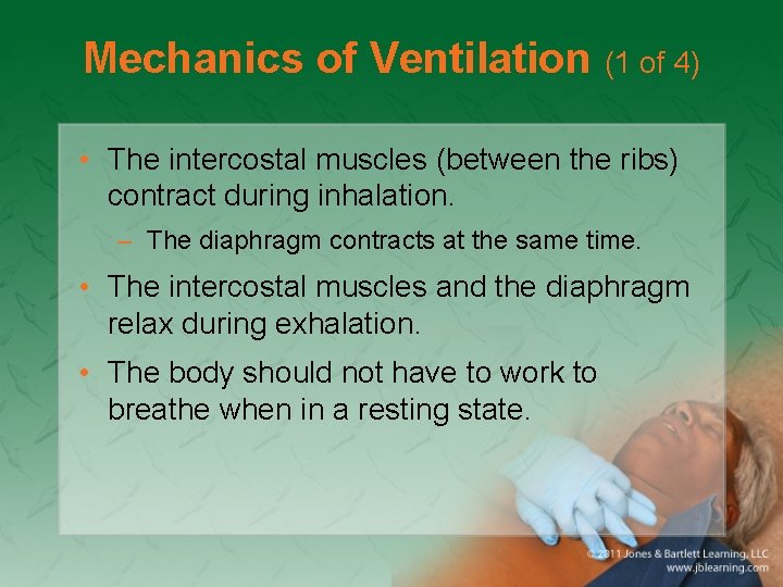 Mechanics of Ventilation (1 of 4) • The intercostal muscles (between the ribs) contract