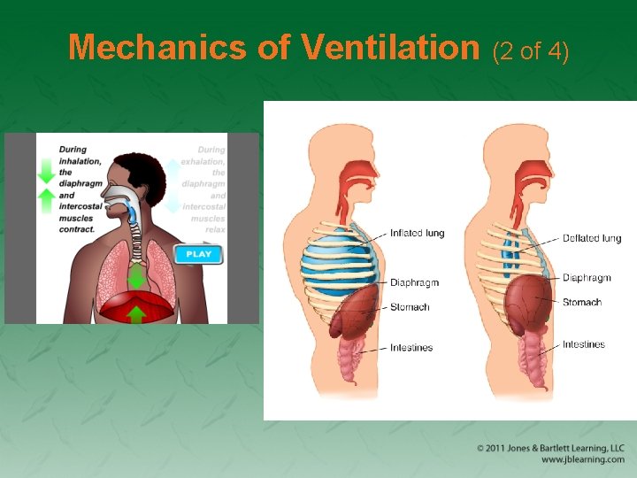 Mechanics of Ventilation (2 of 4) 