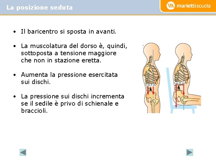 La posizione seduta • Il baricentro si sposta in avanti. • La muscolatura del