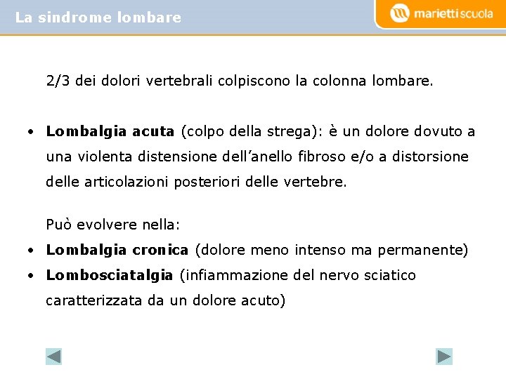 La sindrome Back School lombare 2/3 dei dolori vertebrali colpiscono la colonna lombare. •