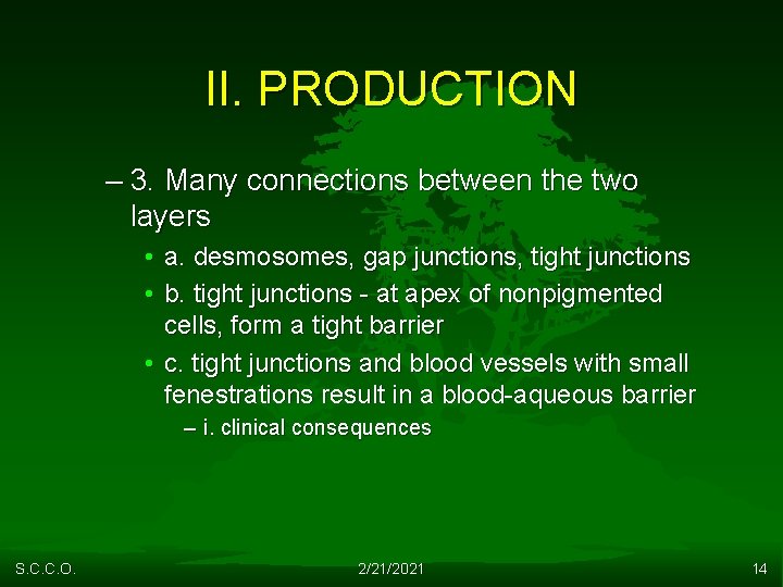 II. PRODUCTION – 3. Many connections between the two layers • a. desmosomes, gap