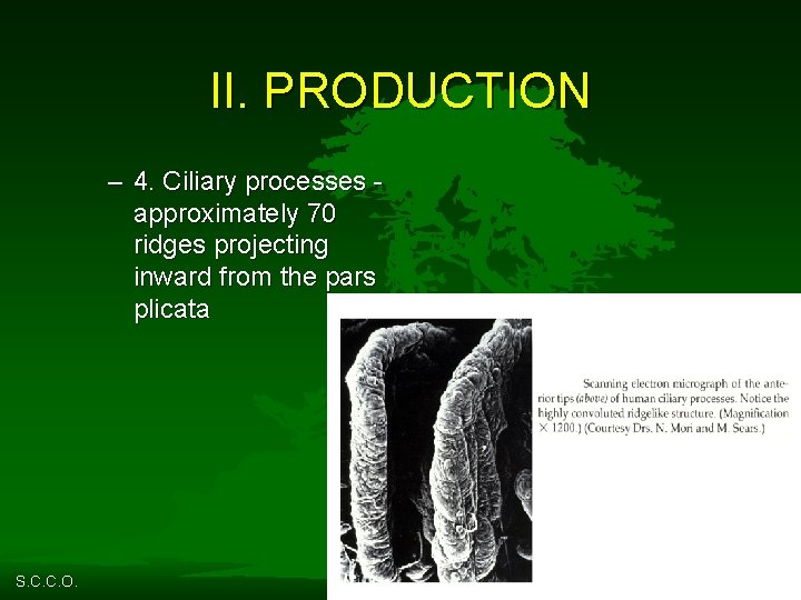 II. PRODUCTION – 4. Ciliary processes approximately 70 ridges projecting inward from the pars