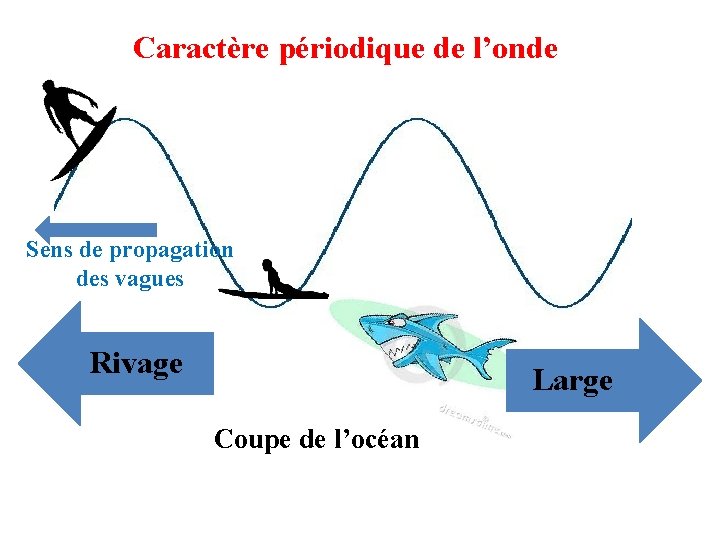 Caractère périodique de l’onde Sens de propagation des vagues Rivage Large Coupe de l’océan