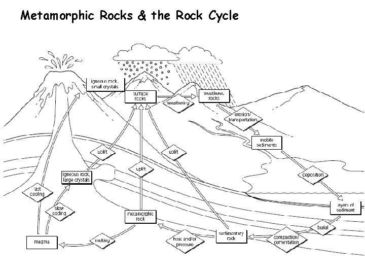 Metamorphic Rocks & the Rock Cycle 