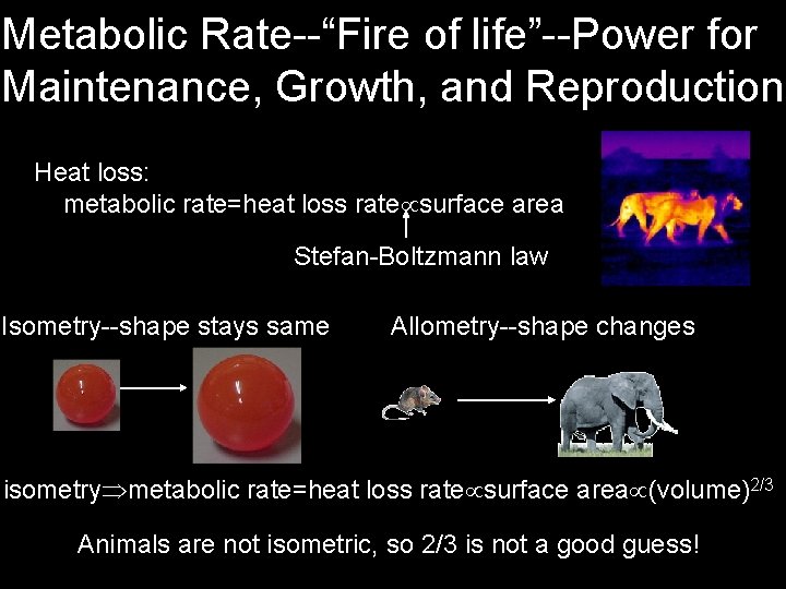 Metabolic Rate--“Fire of life”--Power for Maintenance, Growth, and Reproduction Heat loss: metabolic rate=heat loss