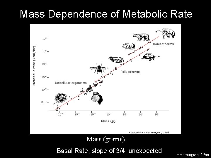 Mass Dependence of Metabolic Rate Mass (grams) Basal Rate, slope of 3/4, unexpected Hemmingsen,