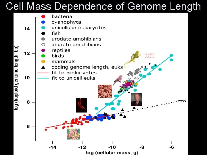 Cell Mass Dependence of Genome Length 