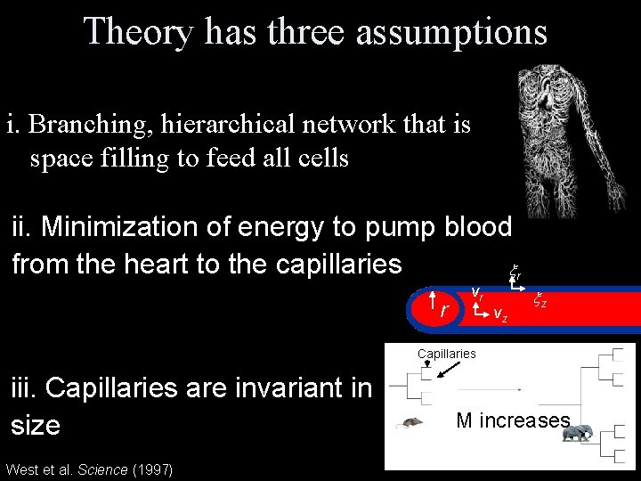 Theory has three assumptions i. Branching, hierarchical network that is space filling to feed