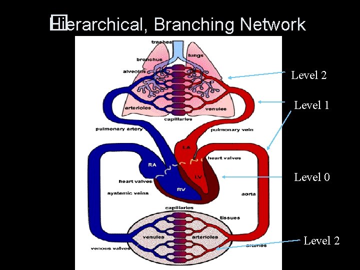 Hierarchical, Branching Network � Level 2 Level 1 Level 0 Level 2 