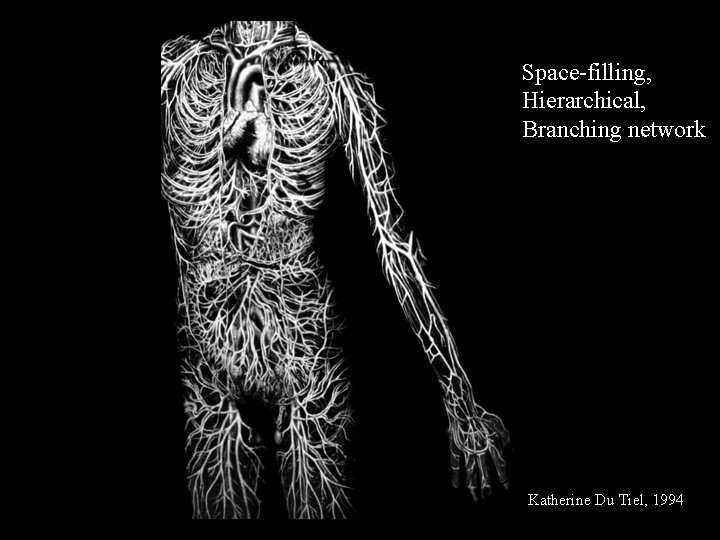 Space-filling, Hierarchical, Branching network Katherine Du Tiel, 1994 