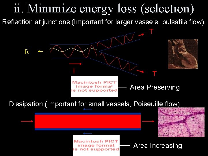 ii. Minimize energy loss (selection) Reflection at junctions (Important for larger vessels, pulsatile flow)