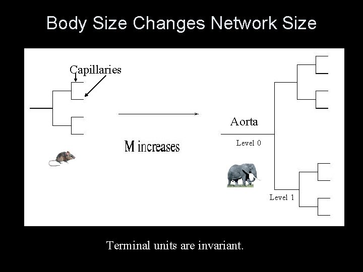 Body Size Changes Network Size Capillaries Aorta l e v e l Level 0