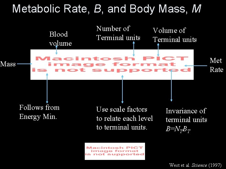 Metabolic Rate, B, and Body Mass, M Blood volume Number of Terminal units Volume
