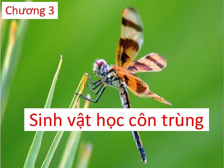 Chương 3 Sinh vật học côn trùng 