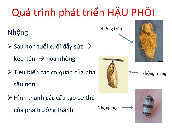 Quá trình phát triển HẬU PHÔI Nhộng: Nhộng trần Ø Sâu non tuổi cuối