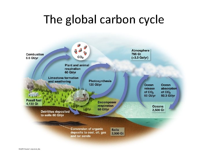 The global carbon cycle 