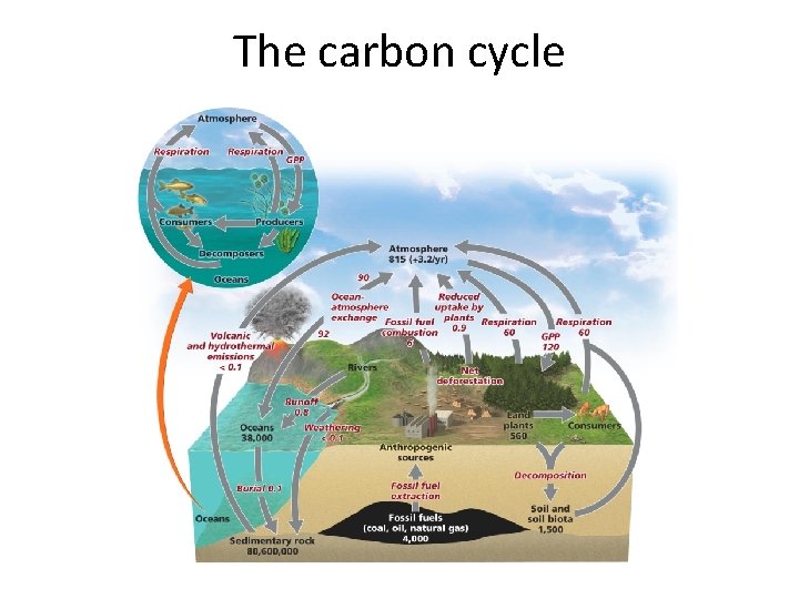 The carbon cycle 