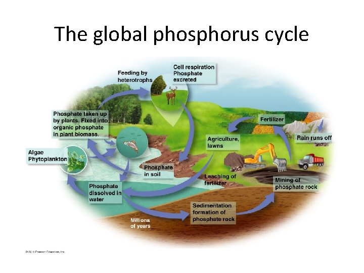 The global phosphorus cycle 