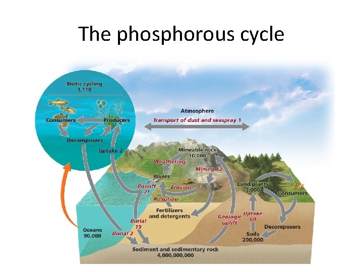 The phosphorous cycle 