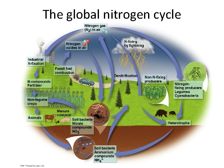 The global nitrogen cycle 