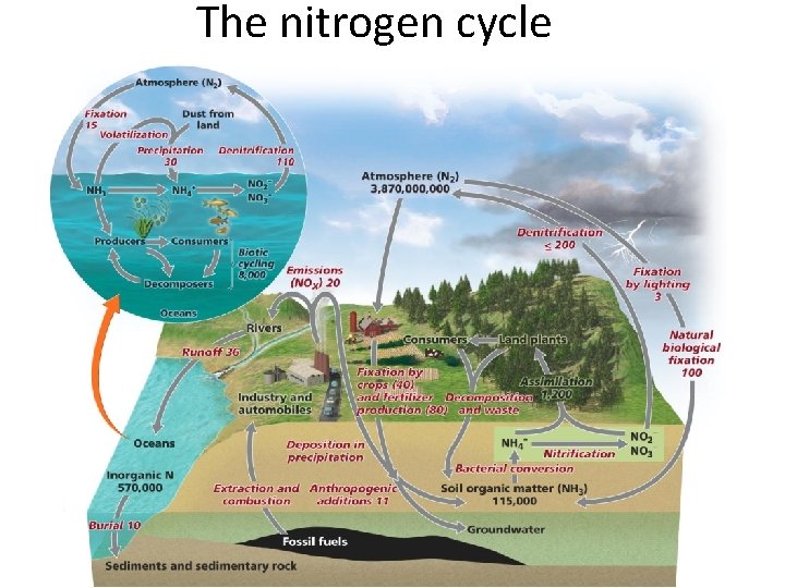 The nitrogen cycle 