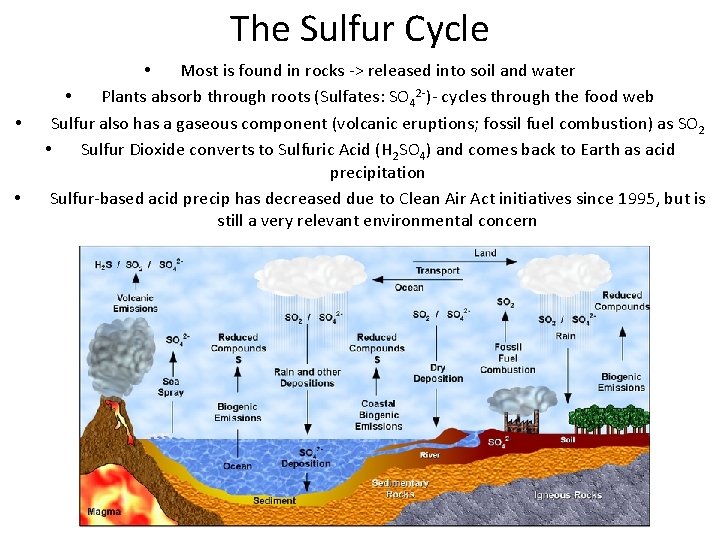 The Sulfur Cycle • • • Most is found in rocks -> released into