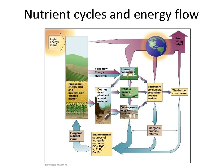Nutrient cycles and energy flow 