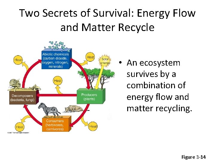 Two Secrets of Survival: Energy Flow and Matter Recycle • An ecosystem survives by