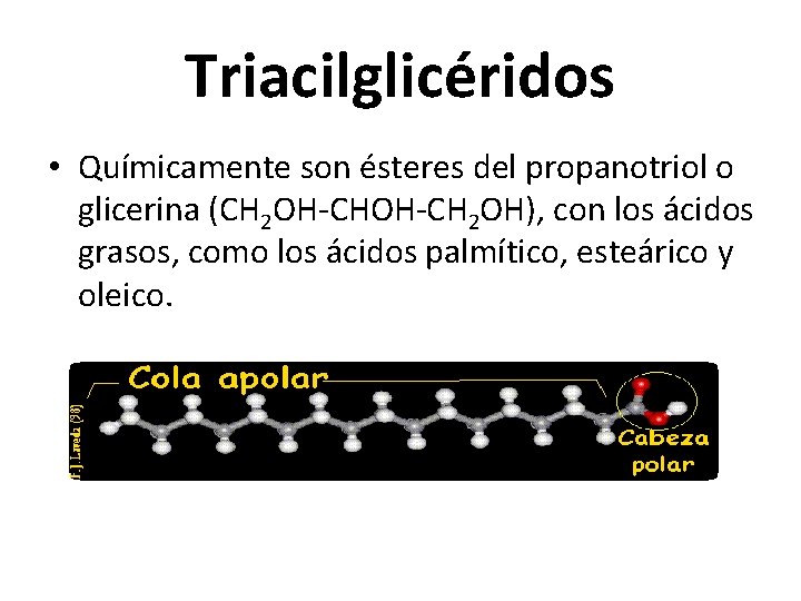 Triacilglicéridos • Químicamente son ésteres del propanotriol o glicerina (CH 2 OH-CH 2 OH),