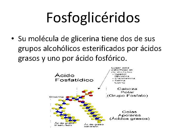 Fosfoglicéridos • Su molécula de glicerina tiene dos de sus grupos alcohólicos esterificados por