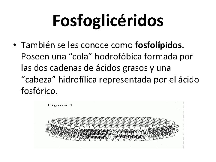 Fosfoglicéridos • También se les conoce como fosfolípidos. Poseen una “cola” hodrofóbica formada por