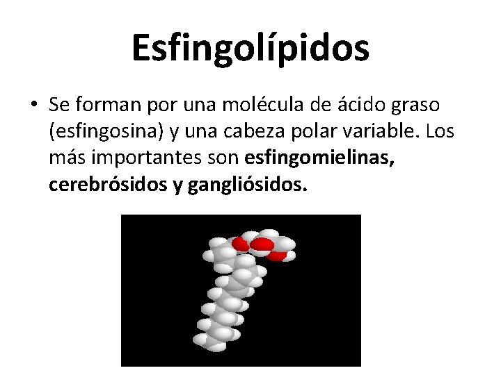Esfingolípidos • Se forman por una molécula de ácido graso (esfingosina) y una cabeza