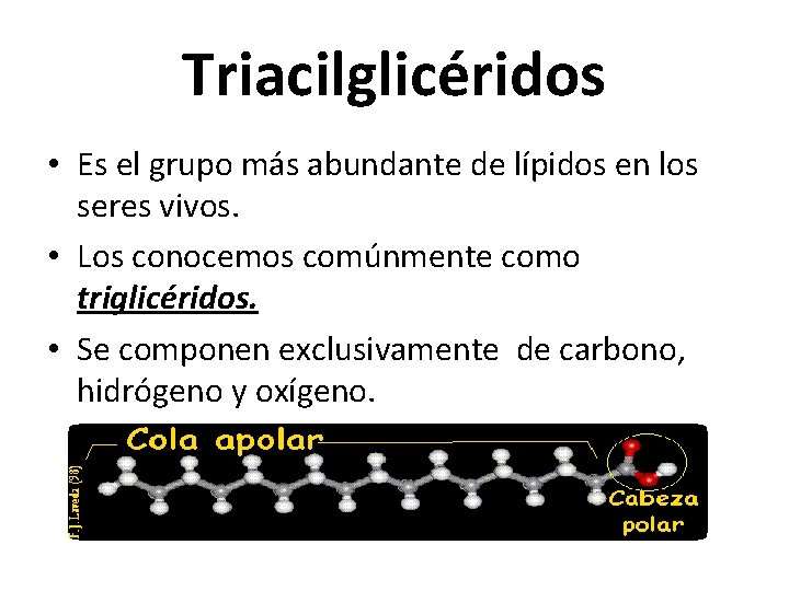 Triacilglicéridos • Es el grupo más abundante de lípidos en los seres vivos. •